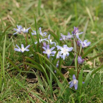 Petites fleurs bleu pâle qui émergent à travers une pelouse verdoyante au début du printemps, illustrant le réveil naturel du gazon après l’hiver.
