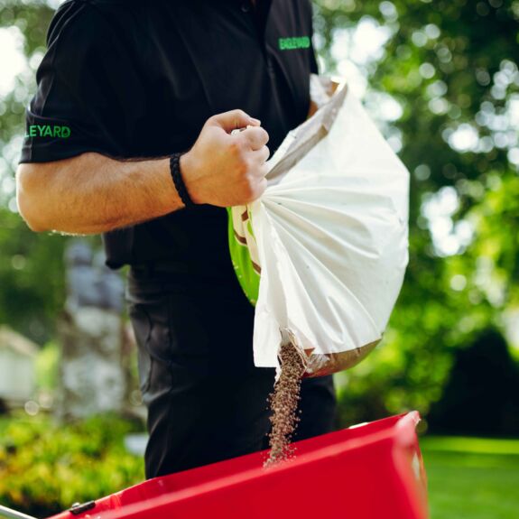 Une pelouse bien nourrie retient mieux l’humidité, réduisant les besoins en arrosage.